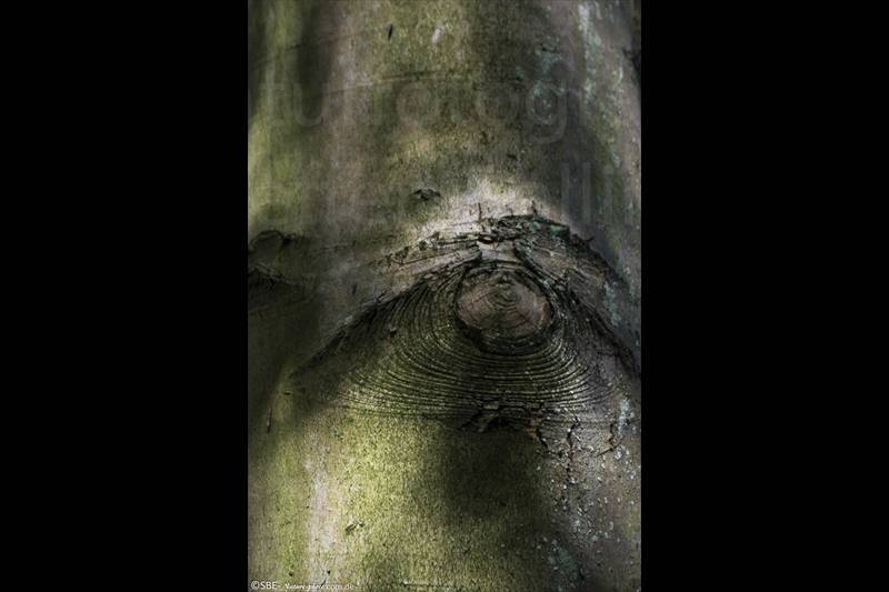 _IGP7393